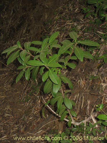 Image of Maytenus magellanica (Lea dura / Maitn de Magallanes / Palo duro). Click to enlarge parts of image.